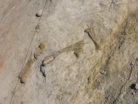 Pata trasera del ornitópodo encontrado en Teruel. / Fundación Dinópolis Pata trasera del ornitópodo encontrado en Teruel. / Fundación Dinópolis