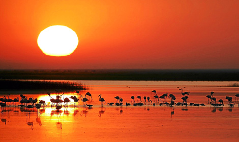 La marisma de Doñana con un bando de flamencos. (Foto: J. M. Pérez de Ayala) La marisma de Doñana con un bando de flamencos. (Foto: J. M. Pérez de Ayala)