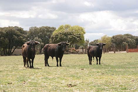 Tres erales de la ganader�a Toros de Tierz. | elmundo.es