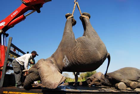 Conservacionistas trasladan a un elefante sedado en Malaui para evitar que caiga en manos de los furtivos. | AP