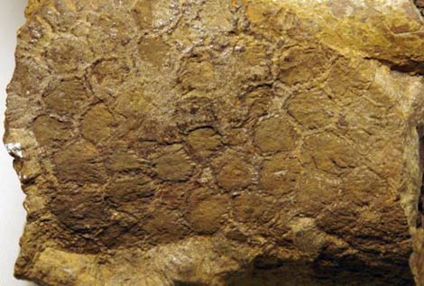 Evidencias de piel mineralizada del hadrosaurio 'Dakota'. | Phillip Manning