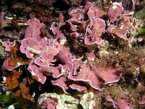 Algas coralinas en el Cabo de Gata. | SINC.
