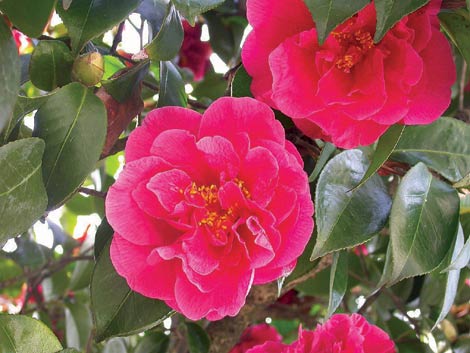 Imagen de unas camelias. | El Mundo
