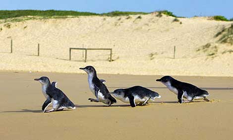 Pingüinos en una playa de Sydney. | Foto: Reuters. Pingüinos en una playa de Sydney. | Foto: Reuters.
