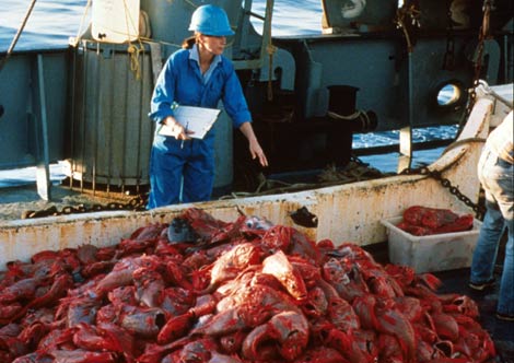 Pesca masiva de peces reloj anaranjados en los años 80. | Rudy Kloser / CSIRO