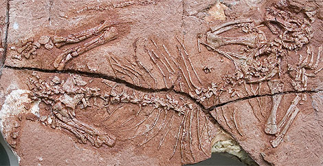 Un ejemplar fosilizado de Suminia getmanovi. | J. Fröbisch - Field Museum
