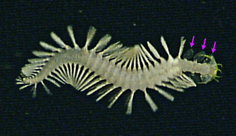 Un 'bombardero verde'. | MBARI Un 'bombardero verde'. | MBARI