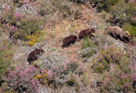 Una osa fotografiada con sus tres crías en la Cordillera Cantábrica. | Fundación Oso Pardo