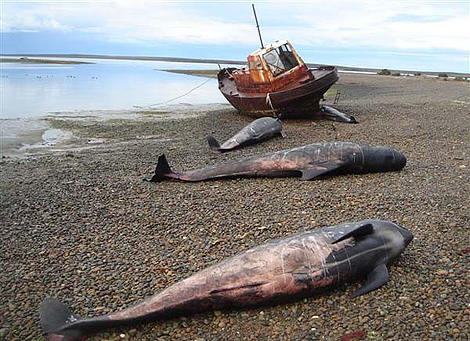 Ballenas varadas en una playa argentina. | Diario La Nación