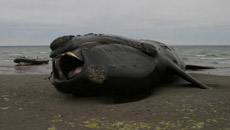 Ballena franca austral varada en la Patagonia.