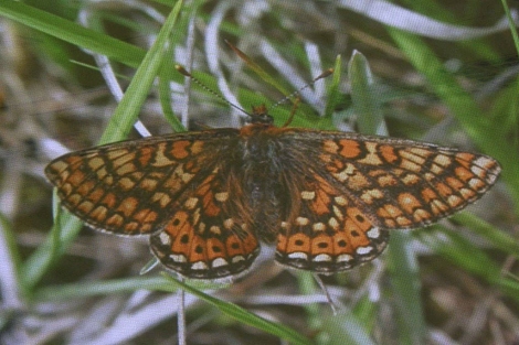 La amenazada Euphydryas aurinia se encuentra en A Xunqueira de Alba.