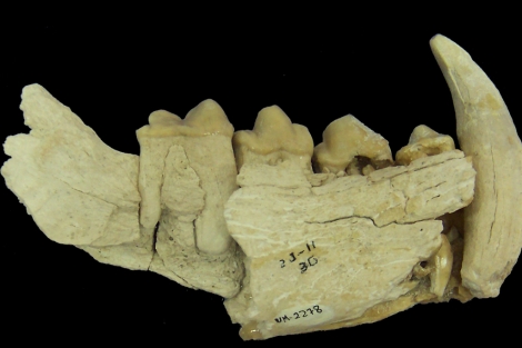 Mandíbula de una hiena prehistórica de Venta Micena. |Sergio Ros-Montoya