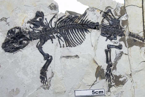 Esqueleto del 'Liaoconodon hui', hallado en China.| Nature