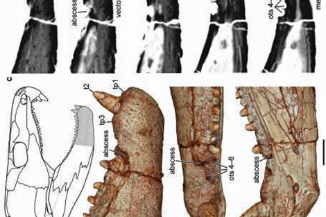 Mandíbulas de 'Lambidosaurus', utilizadas en la investigación.| Reisz R R.Science Daily