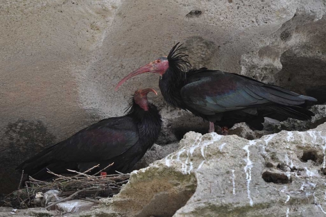 Dos ejemplares de ibis eremita, en la provincia de Cádiz. | J.J.C.