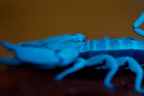 Escorpión, bajo la luz azulada en un laboratorio.|Science Daily