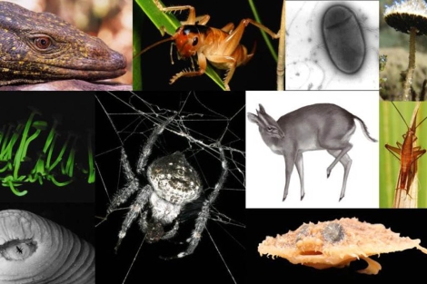 Un montaje con las 10 especies elegidas. | International Institute for Species Exploration/Arizona State University