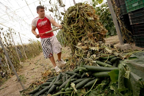 Un agricultor, en una de las plantaciones almerienses. | Reuters Un agricultor, en una de las plantaciones almerienses. | Reuters