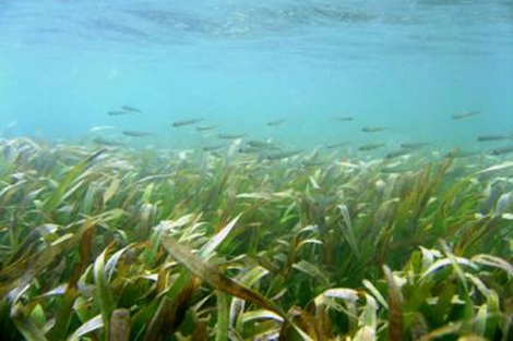 Pradera submarina, un ecosistema de gran biodiversidad.|CSIC