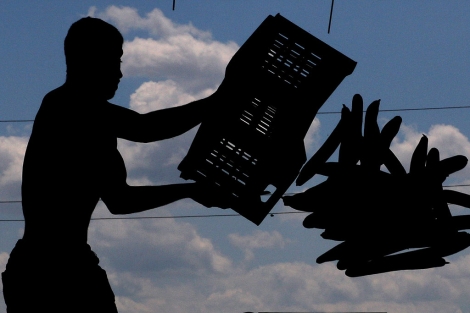 Un trabajador agrícola desecha una caja de pepinos, en Bucarest (Rumanía). | Efe
