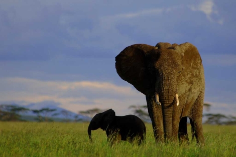 Elefantes en el Parque Nacional del Serengeti. | Sciencemadrid