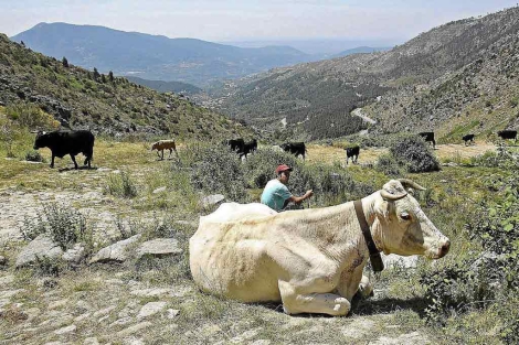 El pastor y una vaca descansan en el puerto de El Pico. | R. Muñoz