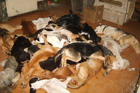Imagen de varios animales sacrificados en la perrera de Puerto Real. | El Refugio Imagen de varios animales sacrificados en la perrera de Puerto Real. | El Refugio