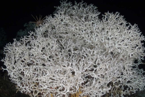 Un ejemplar de 'Lophelia pertusa' hallado por en el fondo del Mar de Alborán.| Oceana