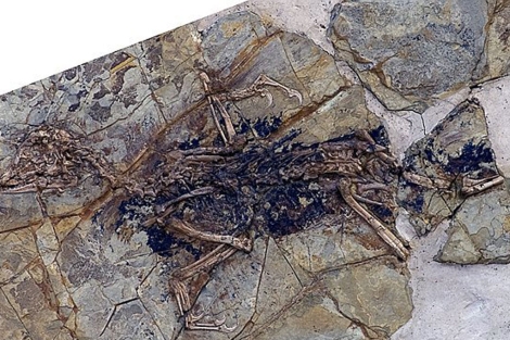 Esqueleto fósil del terópodo encontrado en China.| 'Nature'