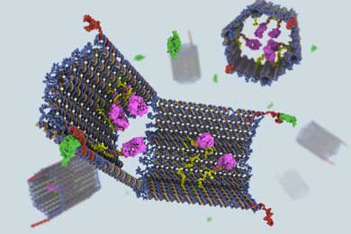 El nano-robot fabricado a partir de ADN. | C. Strong/S. Douglas/G. McGill