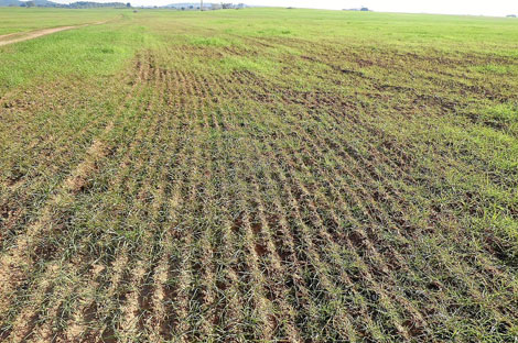 Una plantación de cereal en Sevilla, perdida por la sequía.