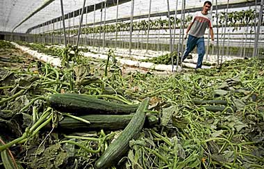 Un agricultor arrancando su plantación. | E.M.