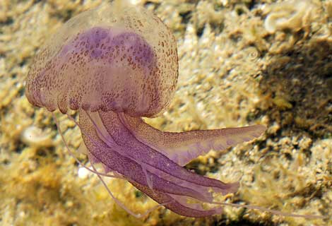 La picadura de 'Pelagia noctiluca' causa una quemadura que tarda varios días en cicatrizar.