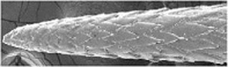 Vista microscópica de una púa artificial.| PNAS
