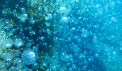 Acumulación de medusas en aguas de Nueva Zelanda. | CSIC