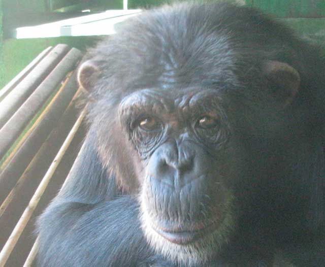 La chimpancé Gina, en el zoo de Sevilla. | Pablo Herreros