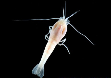 Langostino ciego de la fosa de las Caimán. | Universidad de Southampton