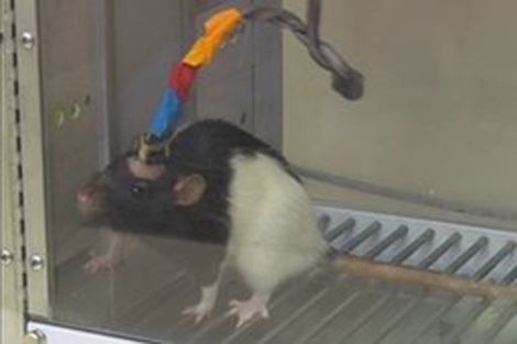 Una de las ratas usada en el estudio. | Duke University