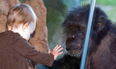 Un niño ante un chimpancé en el Zoo de Houston. | EM