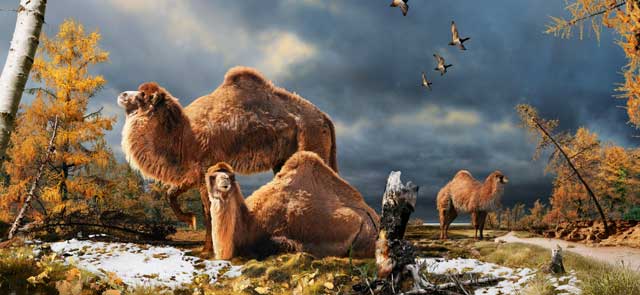 Recreación artística de los camellos del Ártico. | Nature