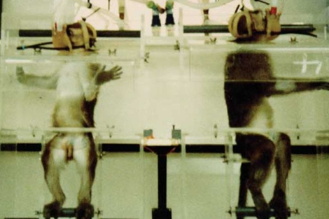 Monos usados en un laboratorio de Reino Unido. | BUAV/ECEAE