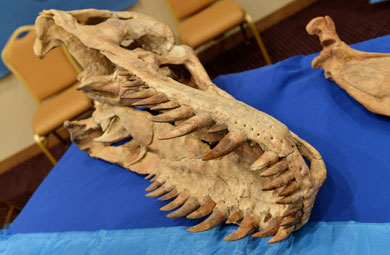 Uno de los fósiles del 'Tyrannosaurus Bataar'.| AFP