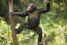 Una hembra de chimpancé. | I.B.