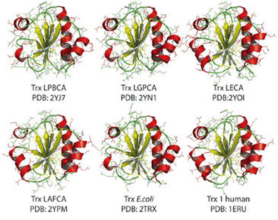 Estructura de tiorredoxinas resucitadas y de 'E. coli' y tiorredoxina humana.