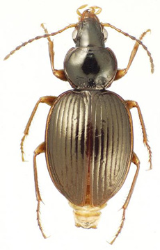 'Mecyclothorax ramagei'.|James K. Liebherr