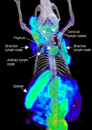 Las flechas indican los n�dulos linf�ticos. Y, en verde, las c�lulas inmunes activadas. (Foto: UCLA)