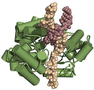 La proteína TERT (en verde) junto con el ARN (en color crema) y el ADN (en color burdeos). (Foto: Instituto Wistar) La proteína TERT (en verde) junto con el ARN (en color crema) y el ADN (en color burdeos). (Foto: Instituto Wistar)