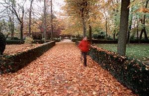 Paisaje otoñal en los Jardines de Aranjuez