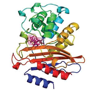 Estructura de la enzima beta-lactamasa de 'M. tuberculosis 