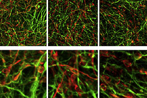 Detalle de la generación de las neuronas. (Foto: Cell Stem Cell)